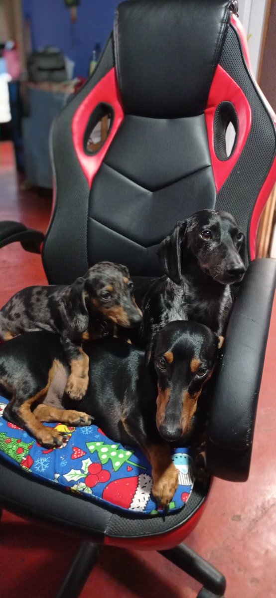 PabloPerezTor11's tweet photo. Mis hermosos bebés https://t.co/3GPd1dhEYO