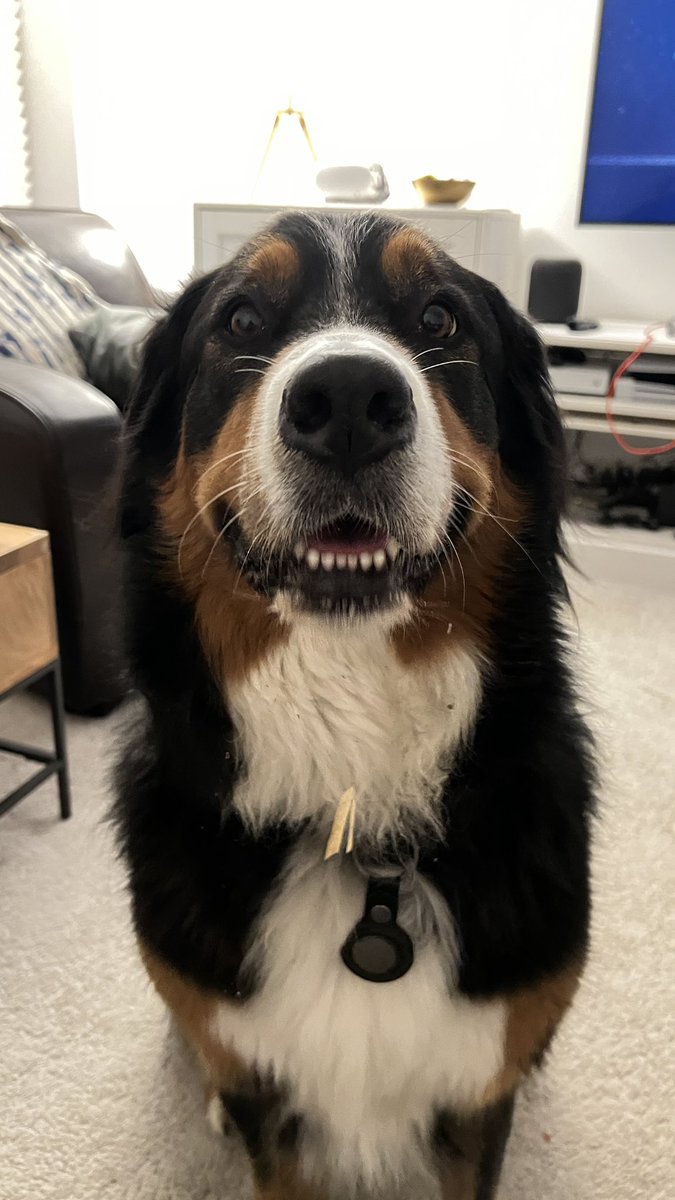 Maggie Dog tweet media