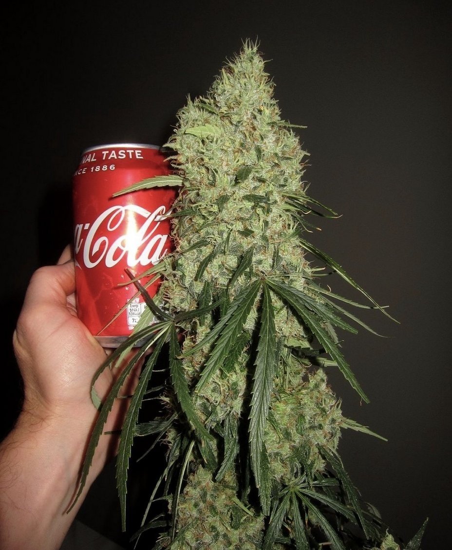 Cannabis Hub tweet media