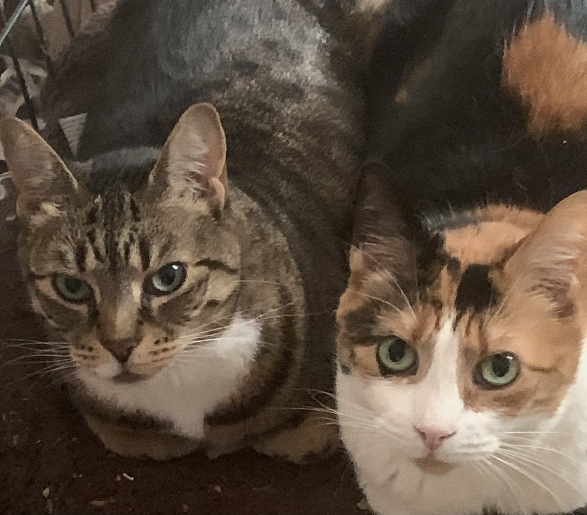 QueenVLM's tweet photo. #IfPetsWorkedCustomerService Wat da hell you want? We just got here! Donโt be asking us no damn questions! And we ainโt looking for ๐ฉ. Go find it yo damn self, says Elvis & Riley. Meow! Next customer in line! ๐พ๐พ๐ธ https://t.co/qlQvOZvd3k