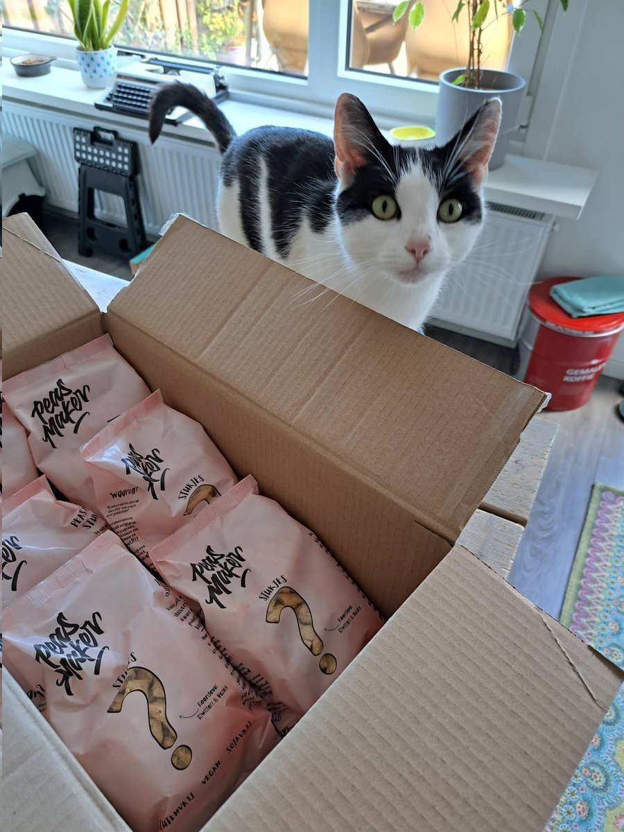 ISchomper's tweet photo. Ze zijn binnen. Pepper vindt het ook reuze interessant ๐ฉต
#PeasMaker https://t.co/Hp5WyaWVj0