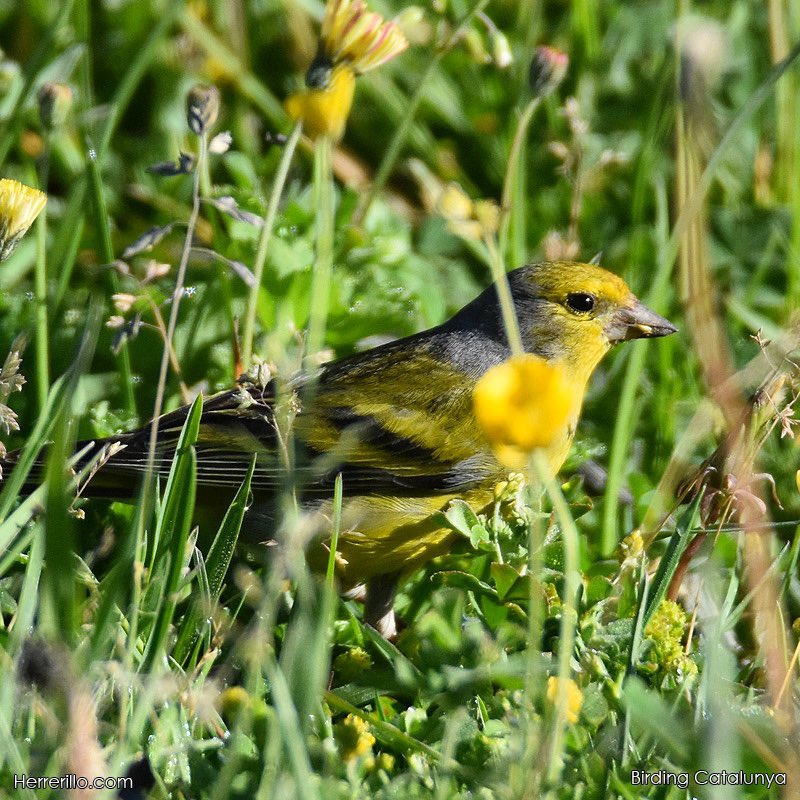 birdcatalunya's tweet photo. Llucareta (Carduelis citrinella) https://t.co/TkuLL2T2E0