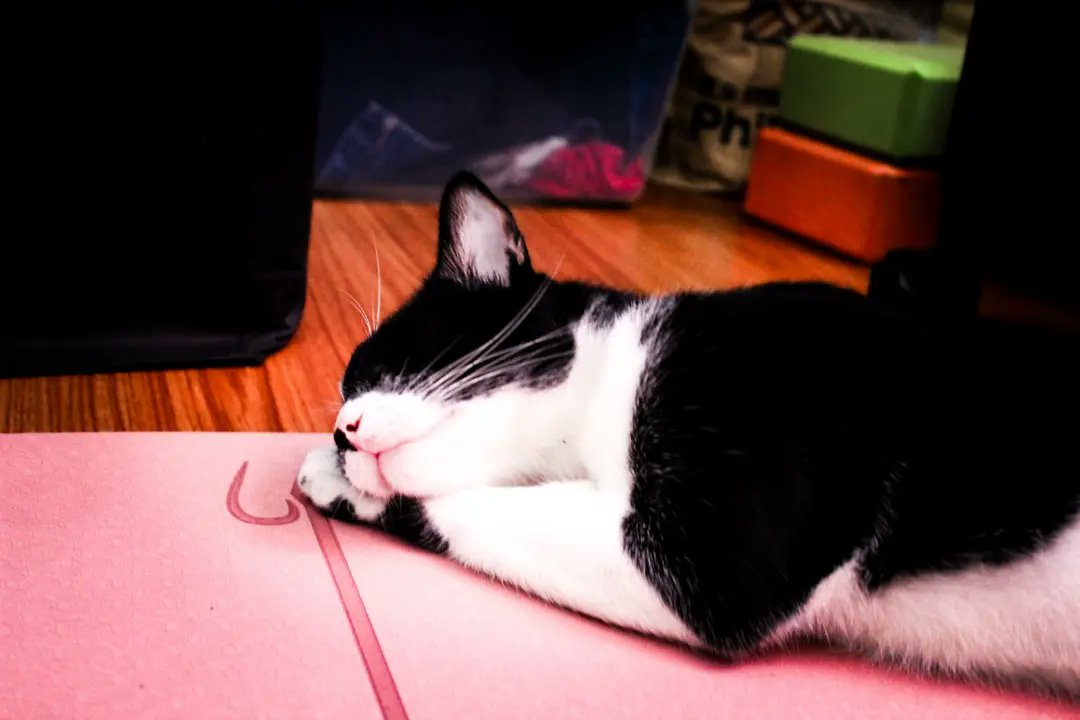 bengragon's tweet photo. @Lightroom 🐈‍⬛🧘‍♀️ https://t.co/pD9Owu6zxE