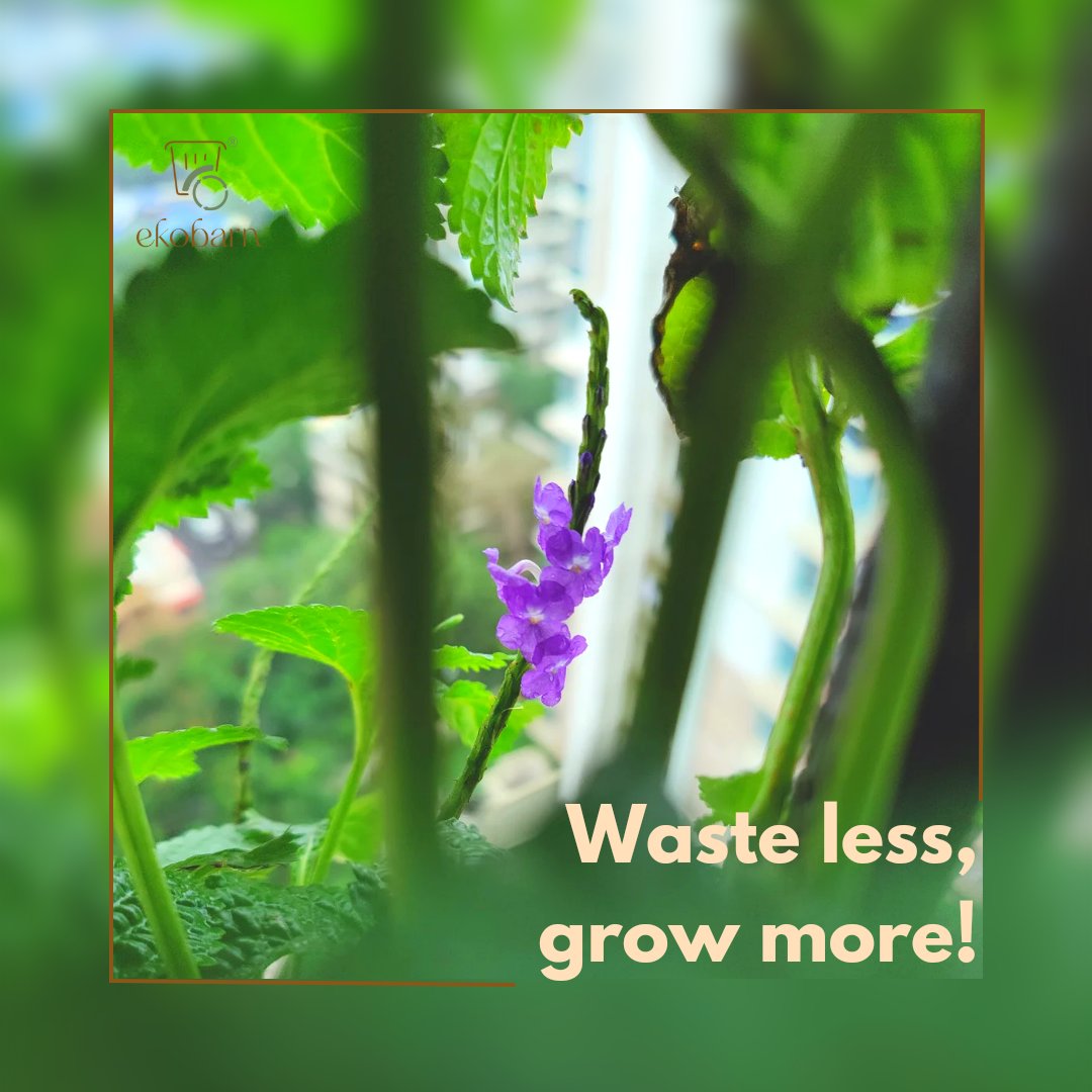 ekobarn's tweet photo. 🍅🥦 Say goodbye to waste, and hello to abundance! 🌿🌽 With Ekobarn's composting solutions, you can transform your organic waste into valuable compost. It's time to grow more, while wasting less! 💚🏡 #WasteLessGrowMore #EkobarnComposting #GreenGardening https://t.co/gyHJLxfhoj