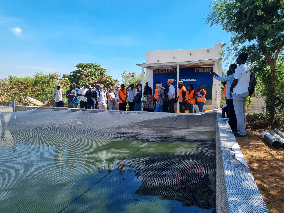 OIMSenegal's tweet photo. #MITSA 🇸🇳 | L’OIM valorise le travail des jeunes et migrants dans l'agriculture urbaine et périurbaine.
Le Consortium Yoonu Teki de Pikine, associant jeunes et maraîchers, a réalisé une pisciculture et une unité avicole avec succès. #AgricultureUrbaine #InsertionMigrante https://t.co/654OmtQtT0