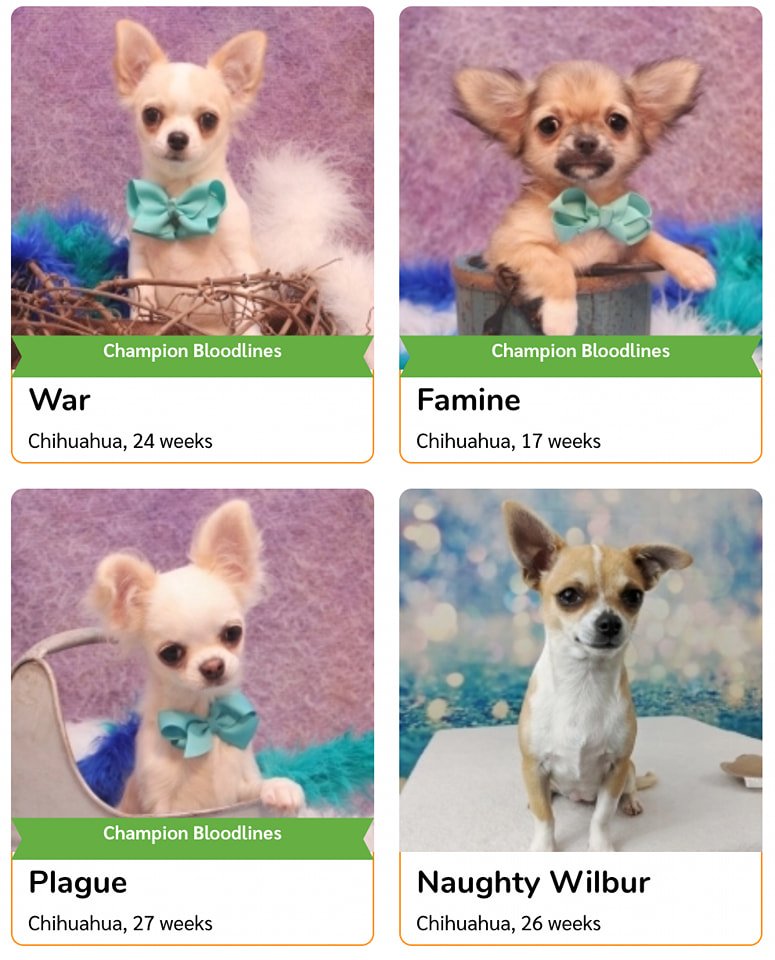 choose your fighter