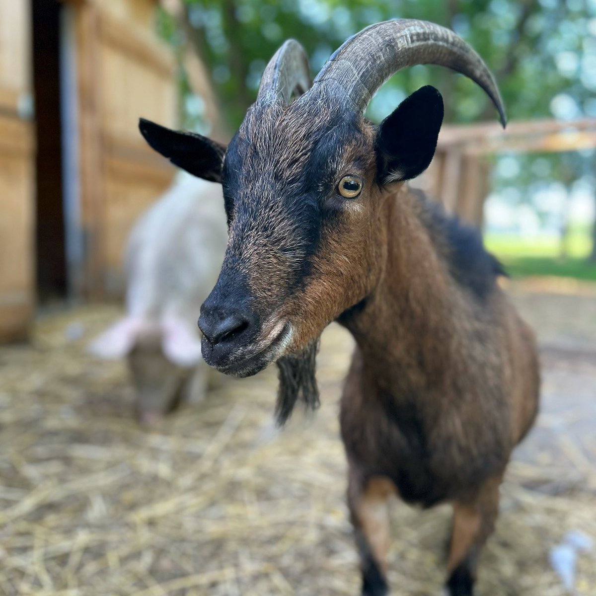 runawaysfarm's tweet photo. @herbivore_club Here’s Bruce! https://t.co/s67RYiSFqL
