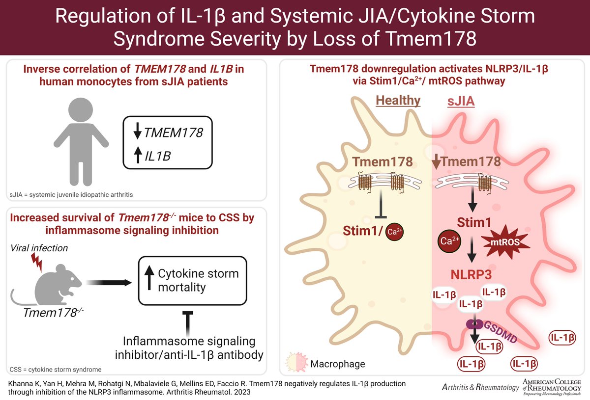 KunjanKhanna24's tweet photo. My recent publication at Arthritis &amp; Rheumatology @ACR_Journals from @FaccioLab 
'Discovering a novel molecular mechanism of NLRP3 inflammasome activation and IL-1β secretion in systemic JIA/cytokine storm syndrome!'
https://t.co/0HgVgnsQVo
Created with https://t.co/Xw277BocOL https://t.co/TAmRCE7e9s