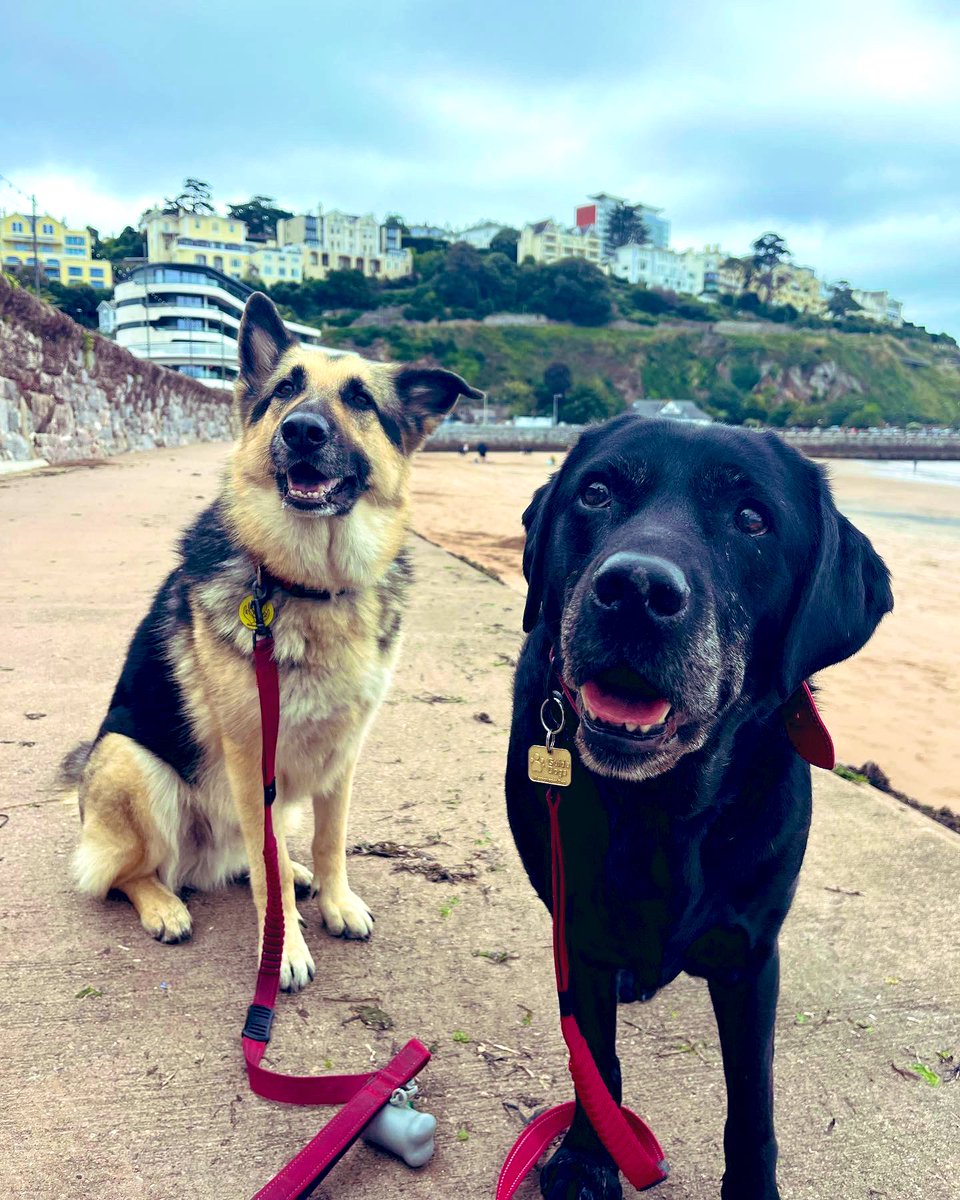 MattThompson91's tweet photo. οΏ½οΏ½ Making the most of a Devon trip either side of a three dayer:
ποΈ Torquay Seafront
π @MillOnTheExe
π₯ @RiverfordFK
πΎπ€οΈβ€οΈ #lifelifeontheveg #riverfordfieldkitchen #southdevon #foodies #dogsthatexplore https://t.co/Olo84AwK7U