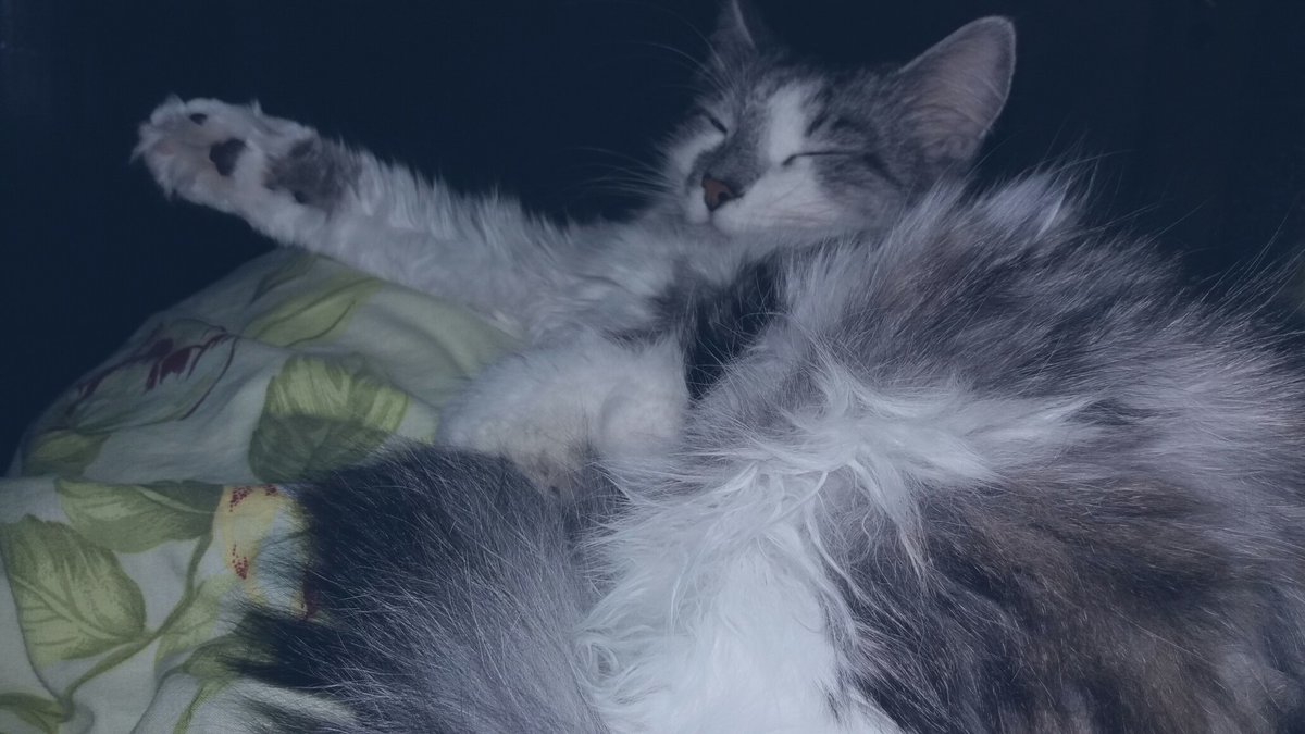 Odal Kater (@odalkater) on Twitter photo 