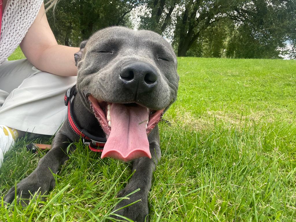 SIS_Dane_House tweet media