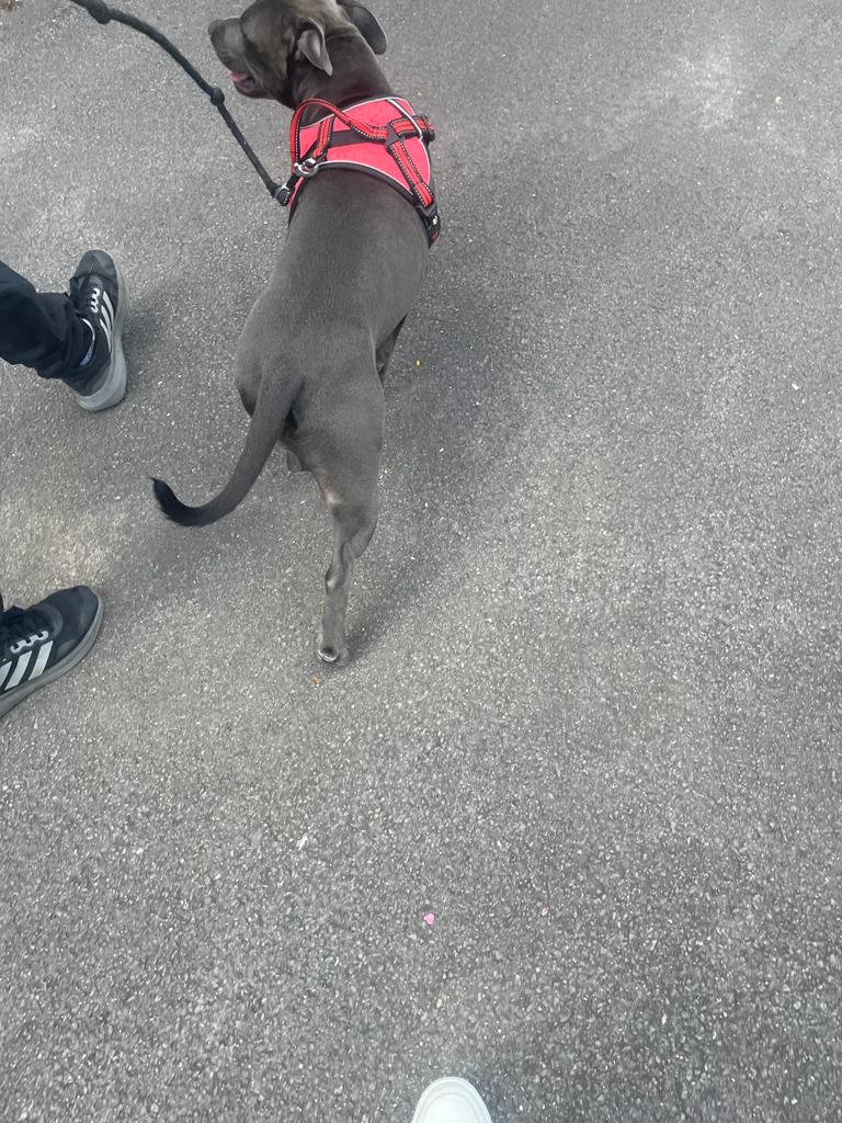 SIS_Dane_House tweet media