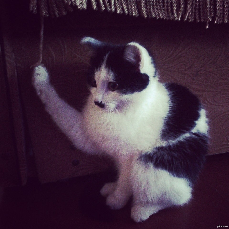 Odal Kater (@odalkater) on Twitter photo 