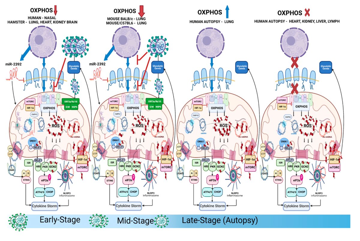 An important, elegant study pinpointing mitochondrial dysfunction in the heart, kidney, liver & lymph nodes after #SARSCoV2 exposure and its clearance in 2 experimental models and people science.org/doi/10.1126/sc… Sets up potential for #LongCovid treatment that needs to be assessed