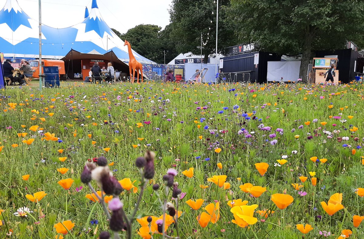 #Fringebythesea Wildflower meadow