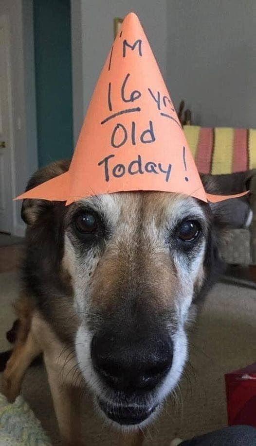 BestinDogs's tweet photo. Happy 16th Birthday Buddy! https://t.co/K1GX4ZqvmW