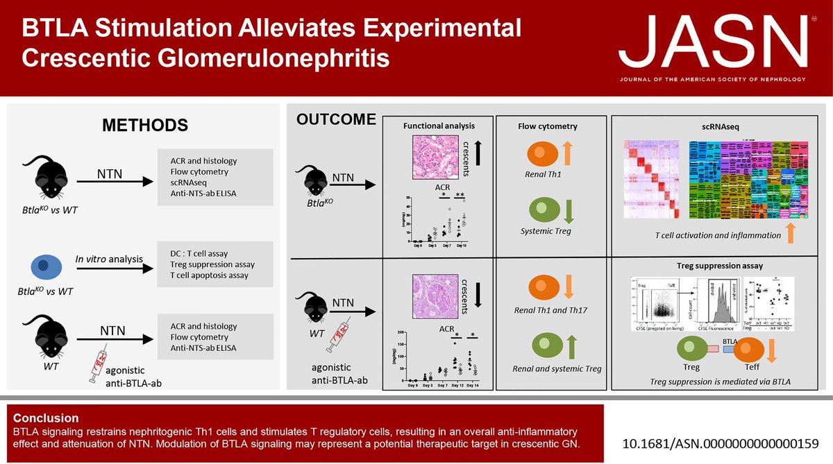 JASN_News (@jasn_news) on Twitter photo Modulating T-lymphocytes represents a promising targeted therapeutic option for glomerulonephritis (GN). This study found B and T-lymphocyte attenuator signaling effectively restrained nephritogenic Th1 cells & promoted regulatory T cells bit.ly/JASN0159
<a href="/LinusAlexanderV/">Linus Alexander Völker</a> Modulating T-lymphocytes represents a promising targeted therapeutic option for glomerulonephritis (GN). This study found B and T-lymphocyte attenuator signaling effectively restrained nephritogenic Th1 cells & promoted regulatory T cells bit.ly/JASN0159
<a href="/LinusAlexanderV/">Linus Alexander Völker</a>
