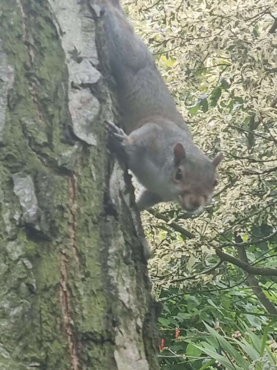 BleasbyPrimary's tweet photo. You can tell from the excited look on this grey squirrel’s face that someone is reading a very good book and he’s crept round to listen in. But who is reading? The tree is a clue… #caughtreading https://t.co/mvkmsaO6Oi