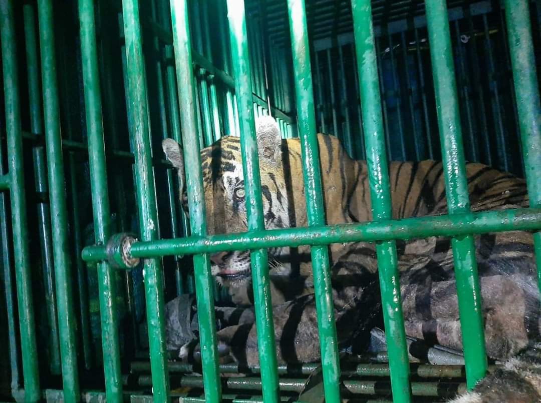 arunsvinayak's tweet photo. @supriyasahuias @mkstalin @supriyasahuias @tnforestdept
Madam Expecting your keen eye on the tiger catched in kodayar hills ,kanyakumari.
Tiger looks Dull and fatigue. https://t.co/LIay167kzC