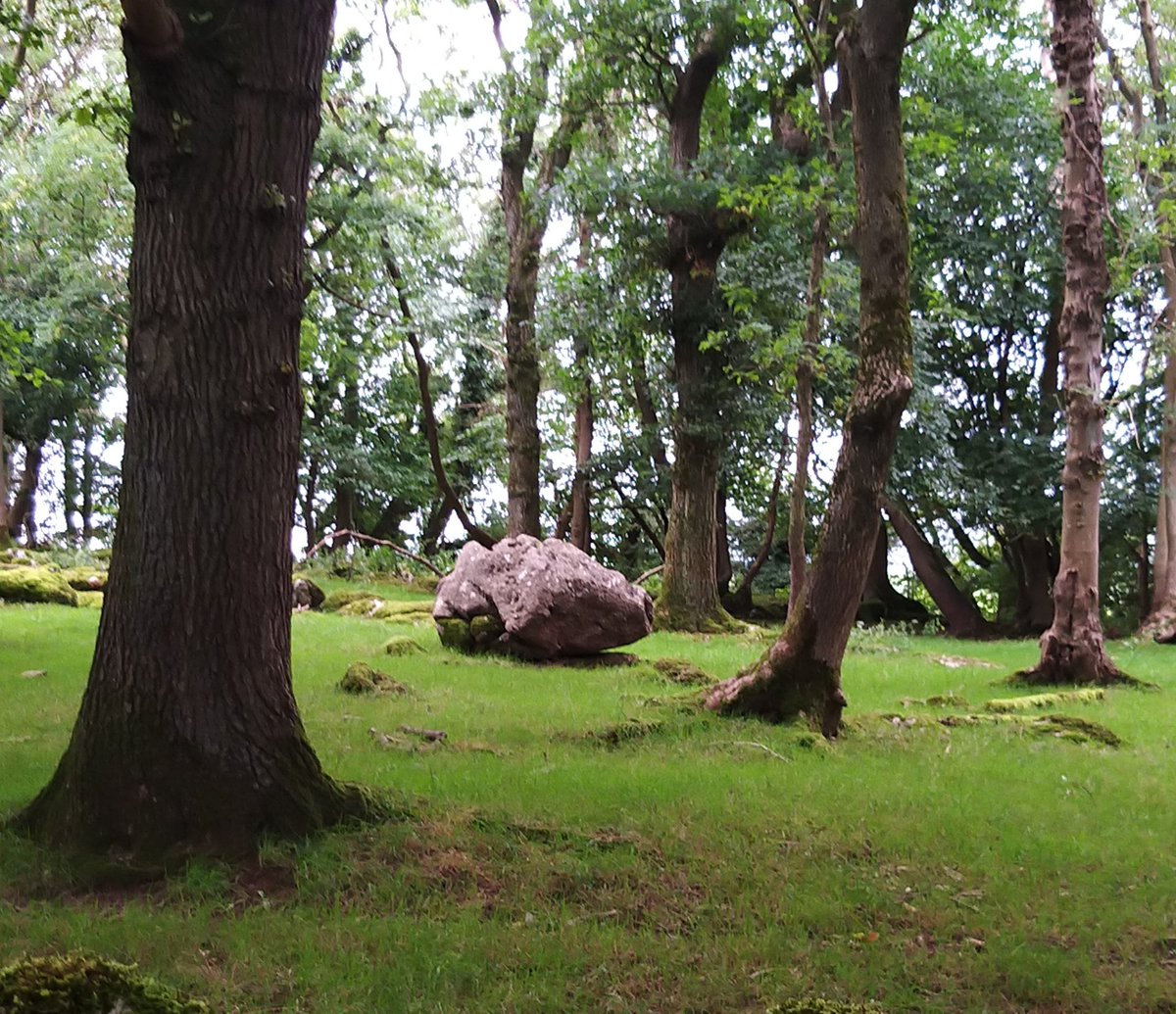 BardCumberland's tweet image. After visiting the Urswick Dolmen we attempted the footpath (below), but 2 locked gates, 4 horse paddocks with electric fences, and missing signs, made for a difficult walk.

#footpaths #countryside #cumbria