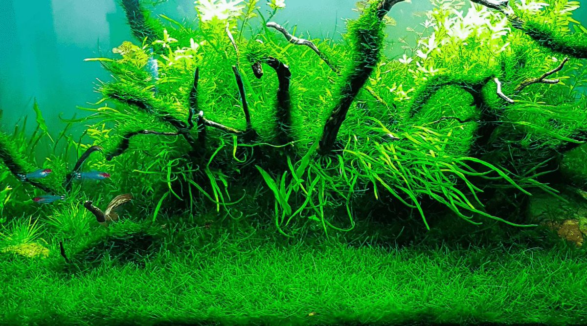 AW_SanDiego's tweet image. Want to know how to add plants to your aquarium? Here&apos;s everything you need to know to be successful: bit.ly/443hhfy

.
#aquaticwarehouse #fishtank #fish #aquariums #plantedaquarium #plantedtank #plantstagram #hobby #freshwatertank #freshwateraquarium #aquarist
