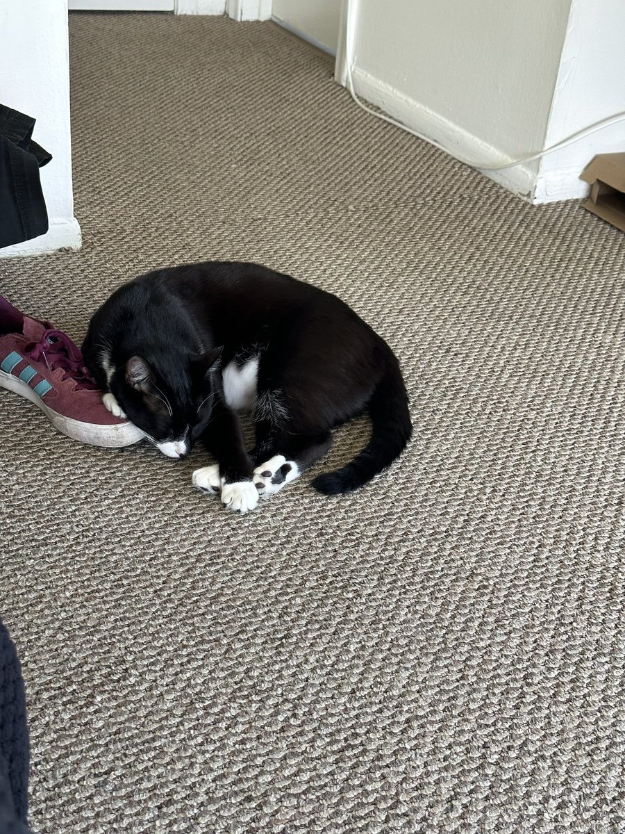 GodessOfWeird's tweet photo. @cat_auras He’s a baby boy https://t.co/QGsyuPN1Jx
