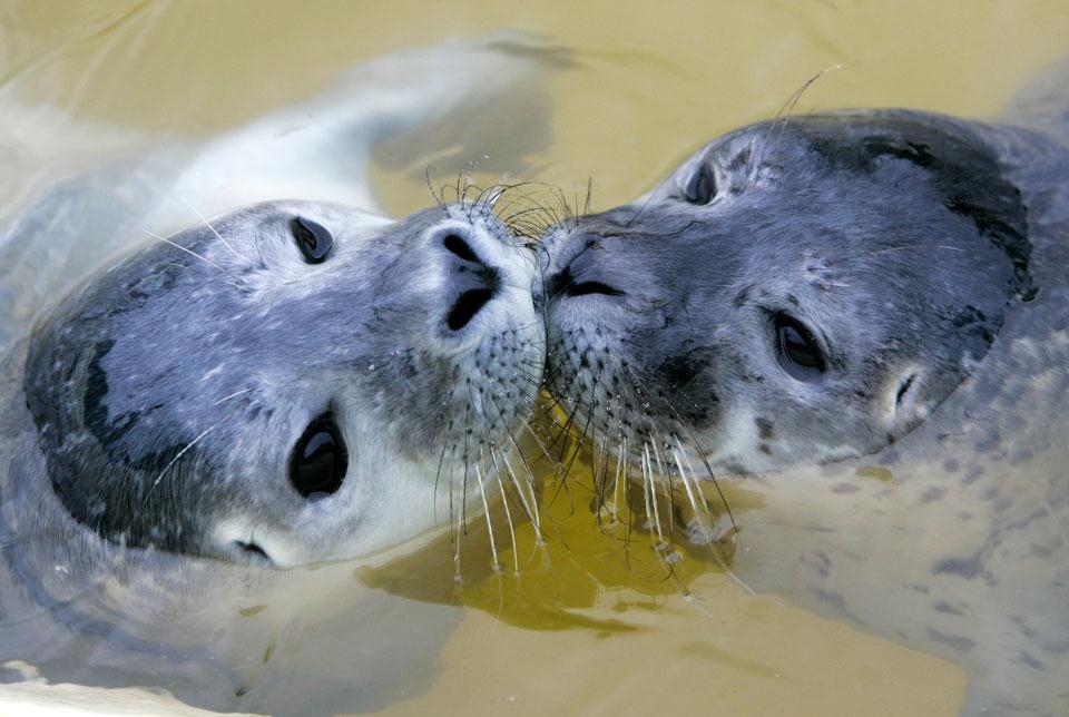 Seals (@dailyseals) on Twitter photo 