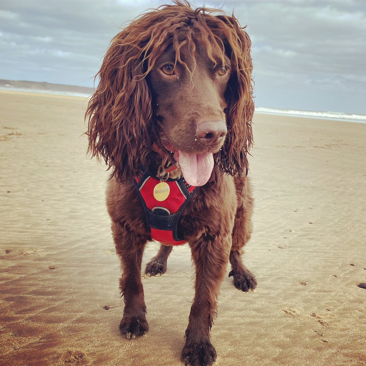 Jambers01's tweet photo. @AldiUK Buddy would love to be the face of Working Dogs 🤎 #earlspooches https://t.co/OKjTTDTICf