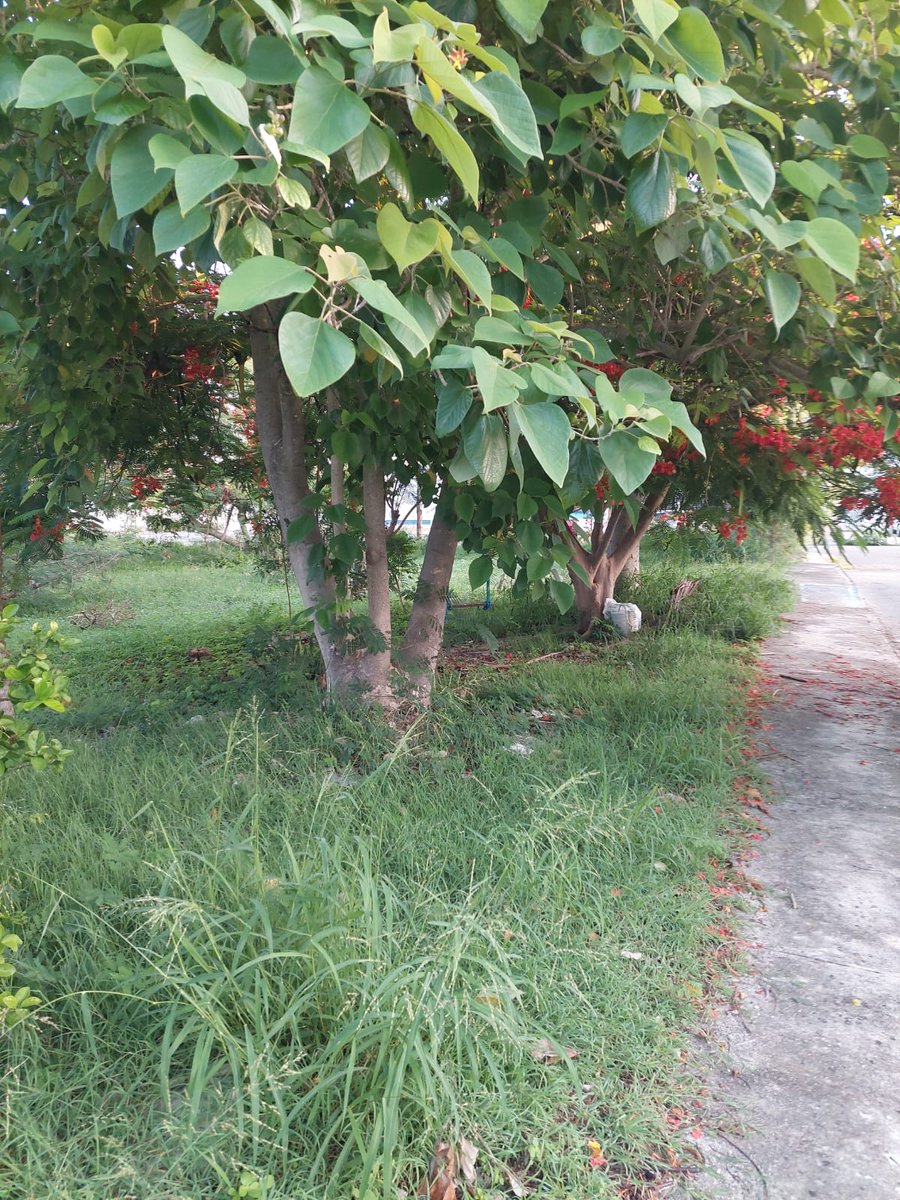Vecinos solicitan que vengan a arreglar las zonas verdes del fracc.uno de ellos calle 132  x 57 y 57b, ya que con las lluvias ha crecido la maleza demasiado.<a href="/AyuntaMerida/">Ayuntamiento Mérida</a> <a href="/Comitevamericas/">Comité Américas Mid</a> <a href="/Yucatanall/">YUCATANALL</a>