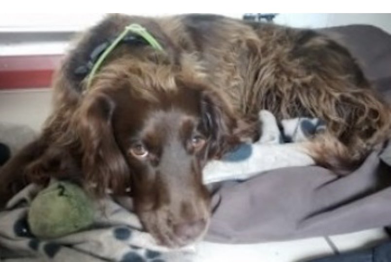 #SpanielHour 

THAT 1ST POST 17th SEPT 2018 we expected to be updating to home 
 ‼️STILL MISSING‼️
Someone took WILLOW FROM HER GARDEN - THEY EITHER SOLD HER ON or KEPT HER IN THEIR FAMILY 
Chipped & spayed unable to be bred from 
🆘LET HER COME HOME PLEASE
#WestMerciaPolice
