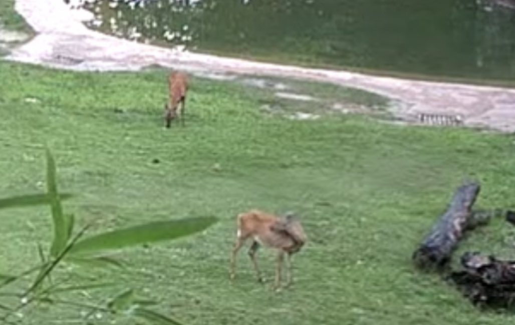 Jeffrius's tweet image. I love the outside view of the elephant enclosure at @NationalZoo. I caught some visitors the other evening.