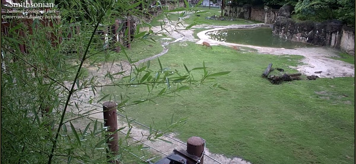 Jeffrius's tweet image. I love the outside view of the elephant enclosure at @NationalZoo. I caught some visitors the other evening.
