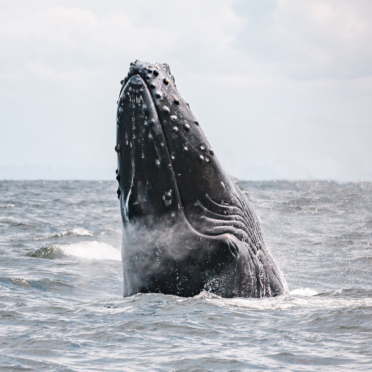 VanIslandWhale's tweet photo. For today's hump-day we are going to discuss another humpback behaviour that is always exciting to see. Today's subject: Spyhopping! 🔎🐰 https://t.co/z9i4FGKhLS