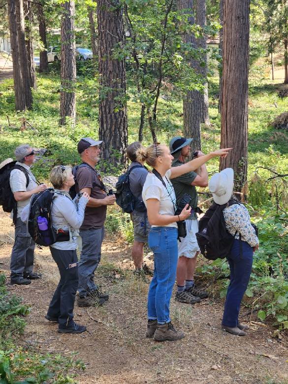 DyerDialogue's tweet photo. How are @AmericanForests #ConeCorps making a #DailyDifference in CA? Last week, Melissa trained Community Science Volunteers to scout for cones. This week, those same volunteers found rare incense cedar seed trees that is NOW part of the @EldoradoNF collection plan for this year! https://t.co/l5dGthYyBp