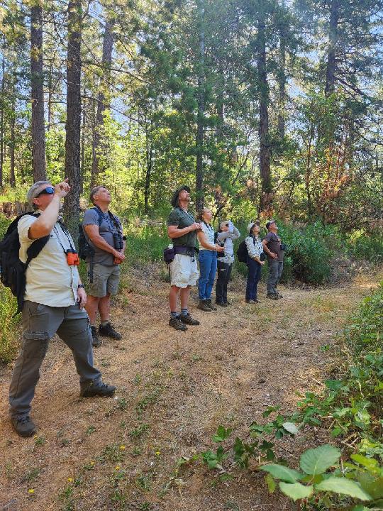 DyerDialogue's tweet photo. How are @AmericanForests #ConeCorps making a #DailyDifference in CA? Last week, Melissa trained Community Science Volunteers to scout for cones. This week, those same volunteers found rare incense cedar seed trees that is NOW part of the @EldoradoNF collection plan for this year! https://t.co/l5dGthYyBp