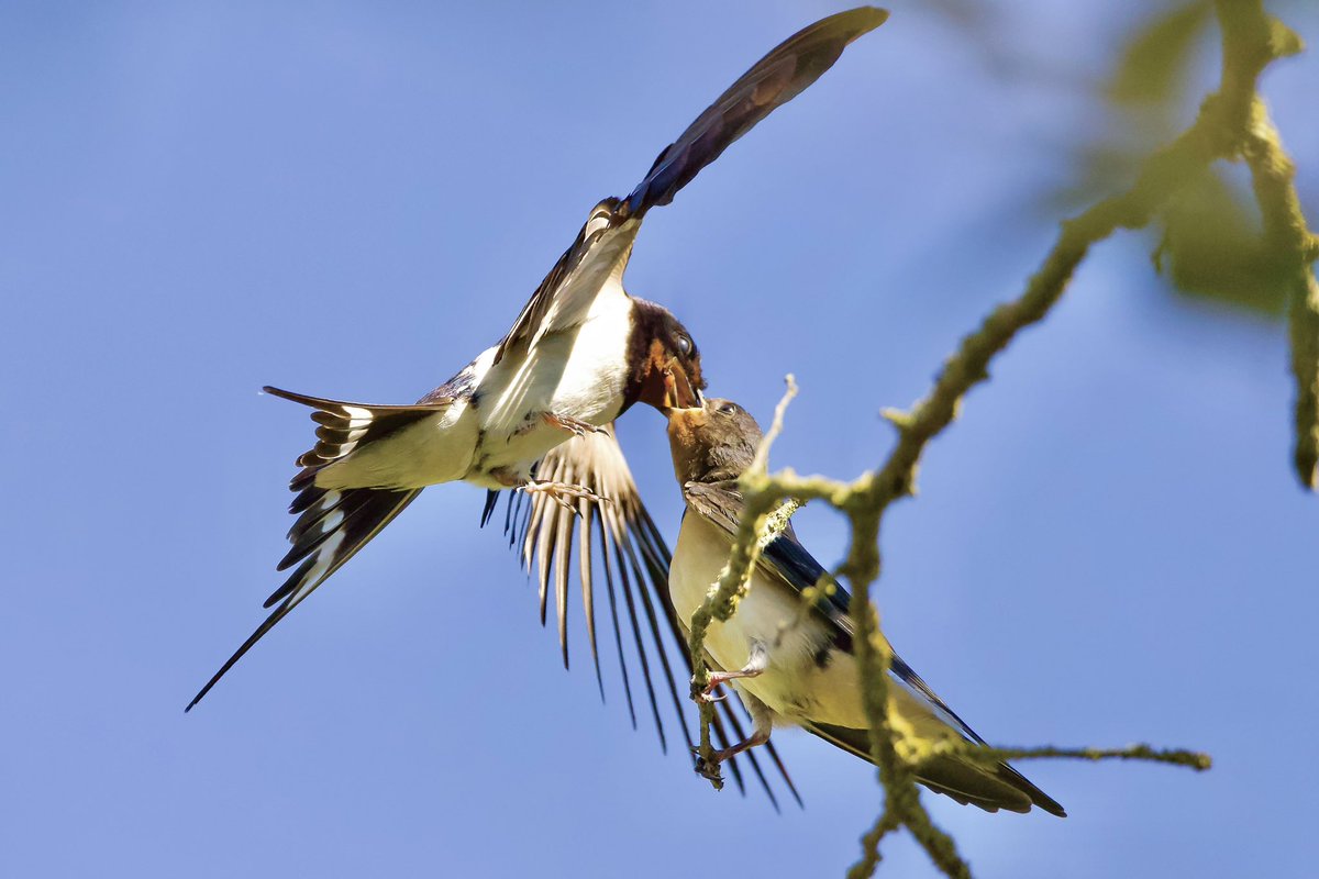 lampegatter's tweet photo. #barnswallow #feedingtime #barn #swallow #birdphotography #wildlifephotography #boerenzwaluw #hirundo #rustica #canonphotography #Aiguamolls de l' Empordà #PictureOfTheDay #PhotoChallenge2023August #birdwatching https://t.co/jQ9Za3KzYO