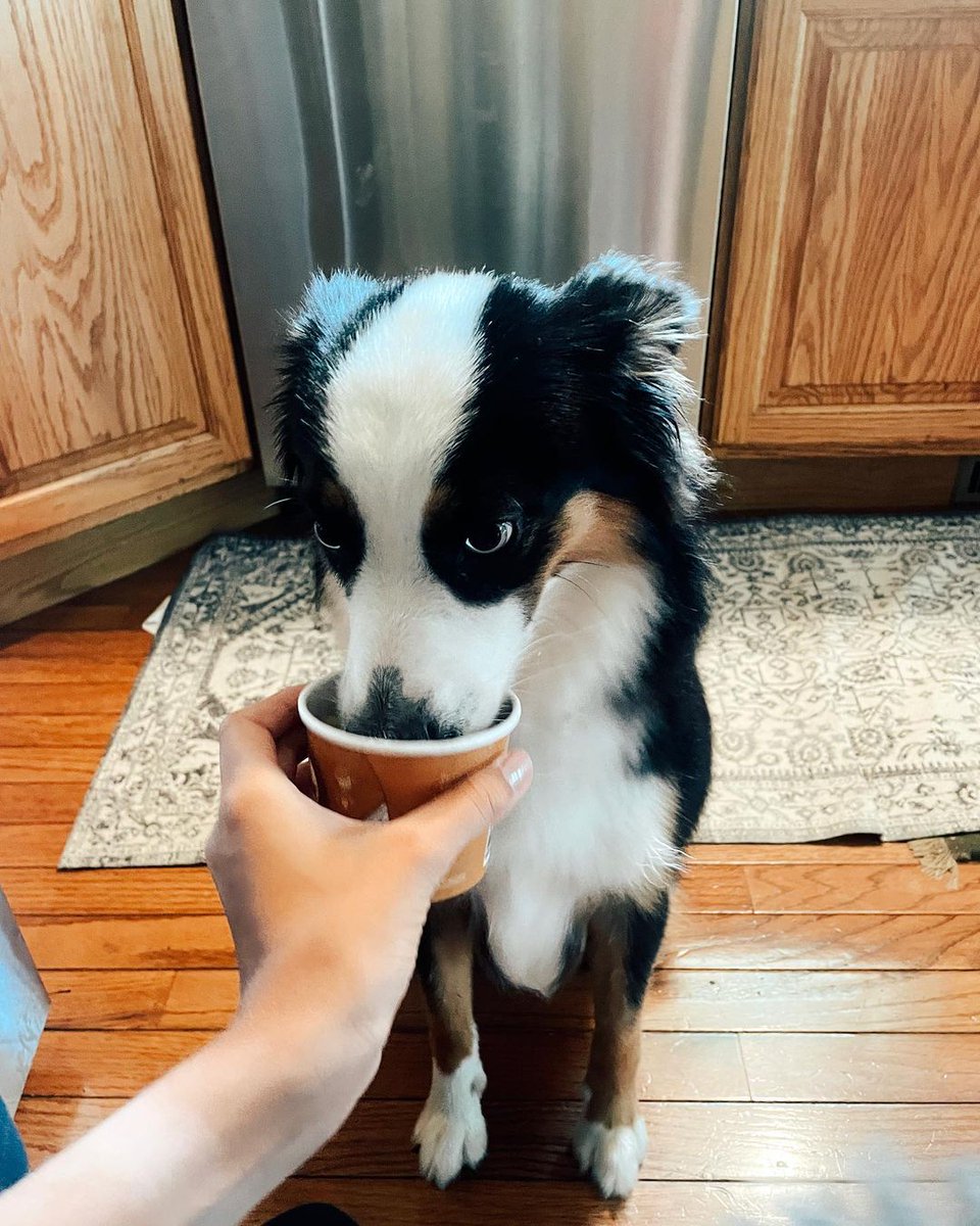 Puppy Cake tweet media