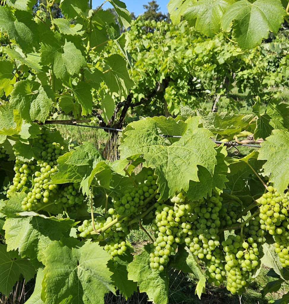 Bacchus swelling nicely at #harbournevineyard