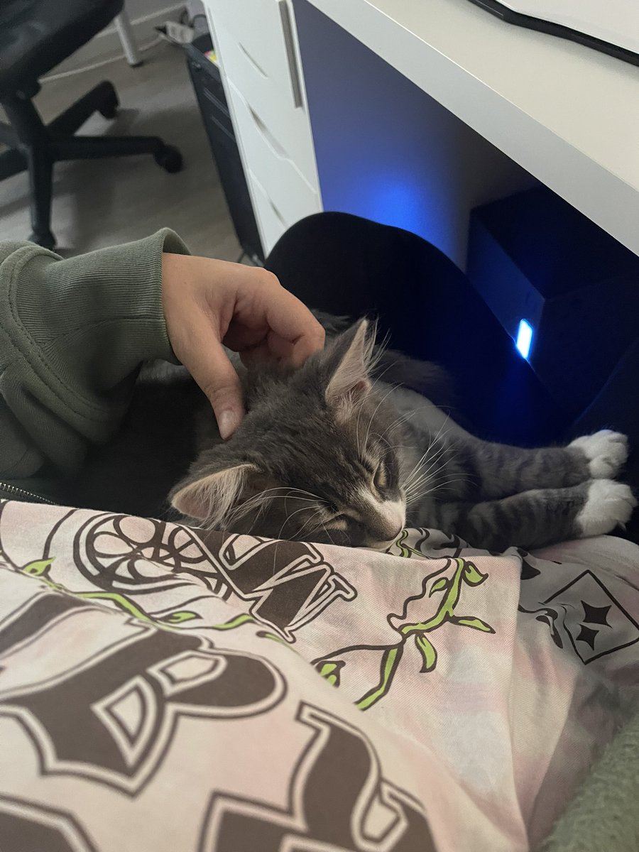 Det å ha en melende kattunge i fanget mens man  gamer 🥺