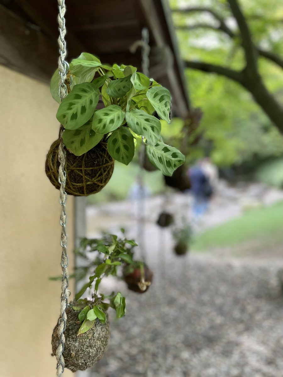 Met dank aan een ongevraagde ”reel” op Instagram ben ik de mogelijkheden van mijn iPhone aan het ontdekken (ja, nu pas). Ik wist nooit hoe je dit effect kon krijgen, nu wel. #eendagnietgeleerd