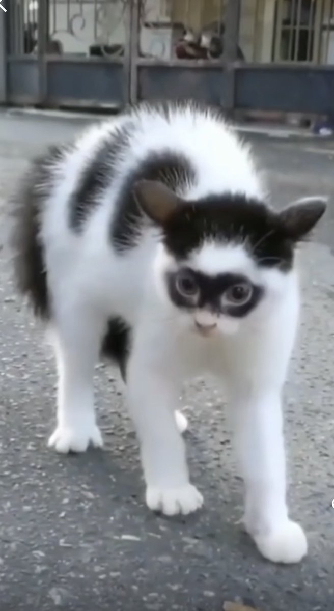 𓂀 ℕ𝕠𝕥𝔸𝕝𝕚𝕔𝕖ℕ𝕠𝕥𝕎𝕠𝕟𝕕𝕖𝕣𝕝𝕒𝕟𝕕 𓂀 tweet media