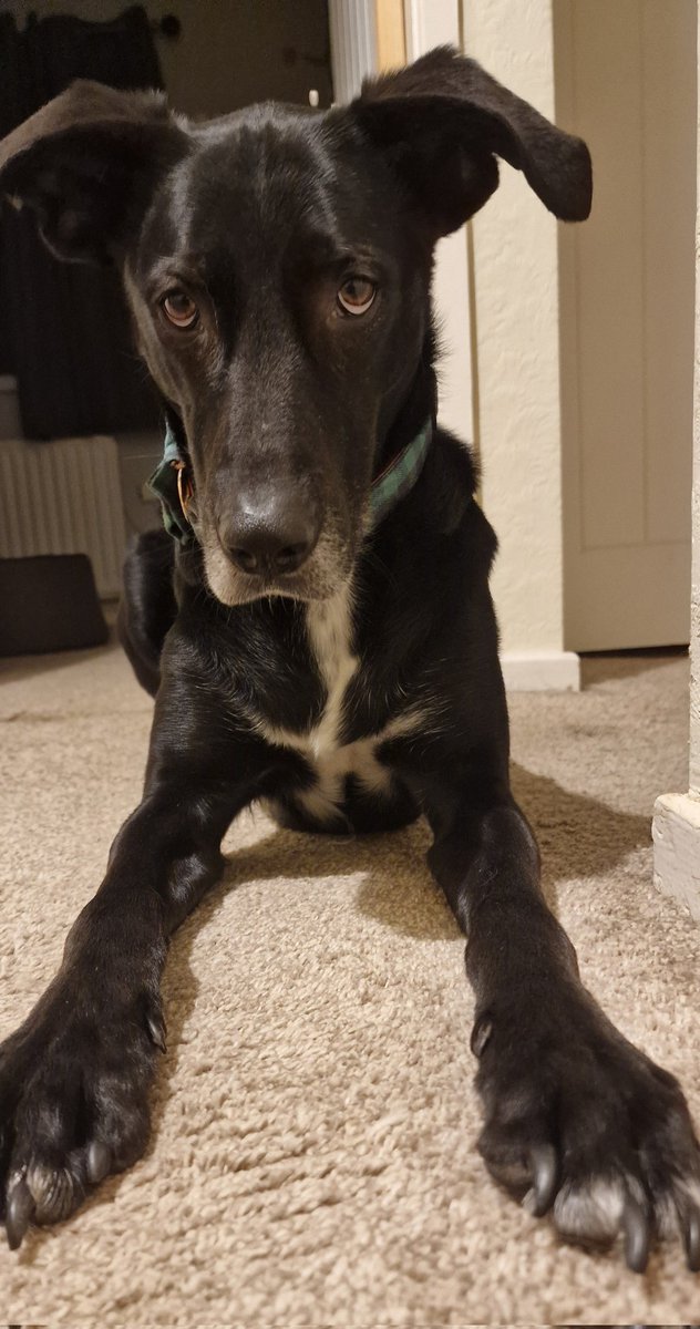 Simba & Dolly tweet media