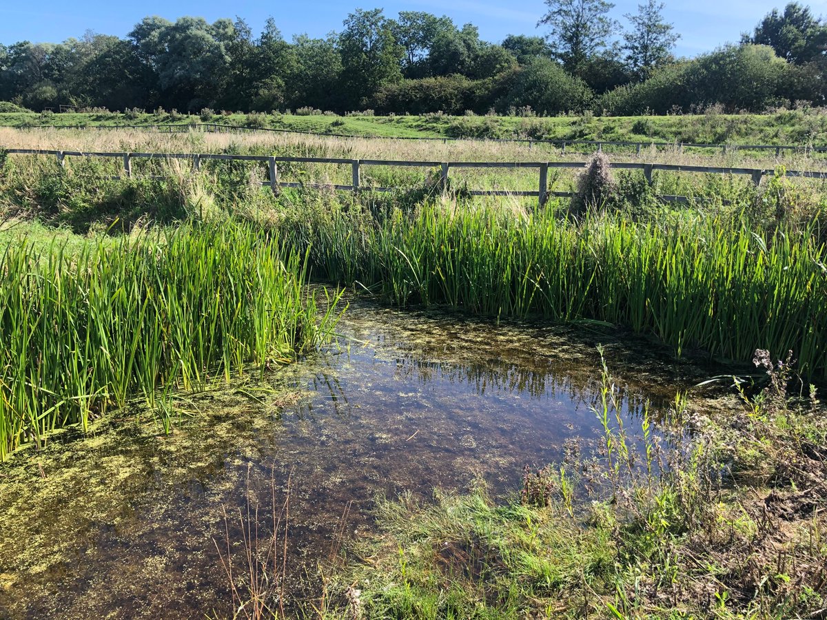 A sunny visit to Willow Grange Farm this morning to see some of the habitats created through the project. 

Good to see aquatic plants establishing, lots of dragonflies &amp; young grey partridges nearby ☀️

#newlifeoldwest #heritagefund #wildlife #pond #cambridgeshire #farmland