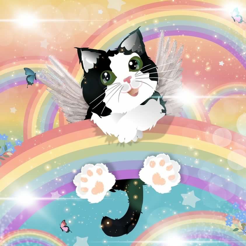 Hello! Its angel Kenzy ❤️ i have been here for a week. Its beautiful here ❤️ love me all, especially my meowmy ❤️