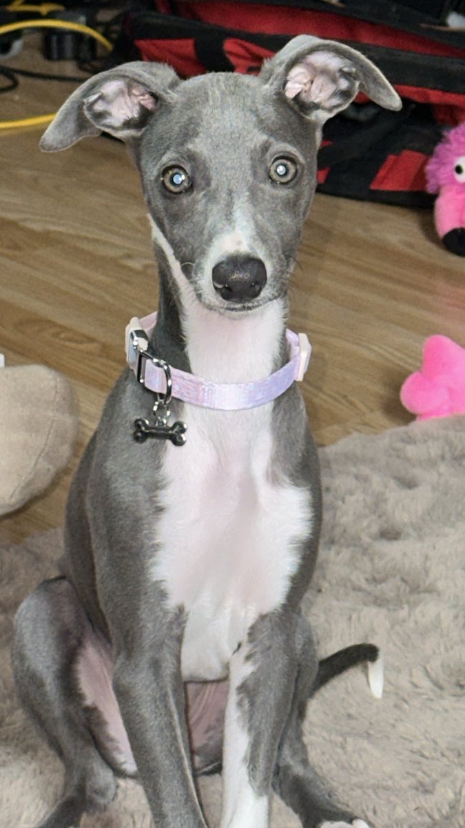 2e1bts's tweet image. Hi ladies !! Please meet my puppy half of flo and Joan. Her. Name is Flo.