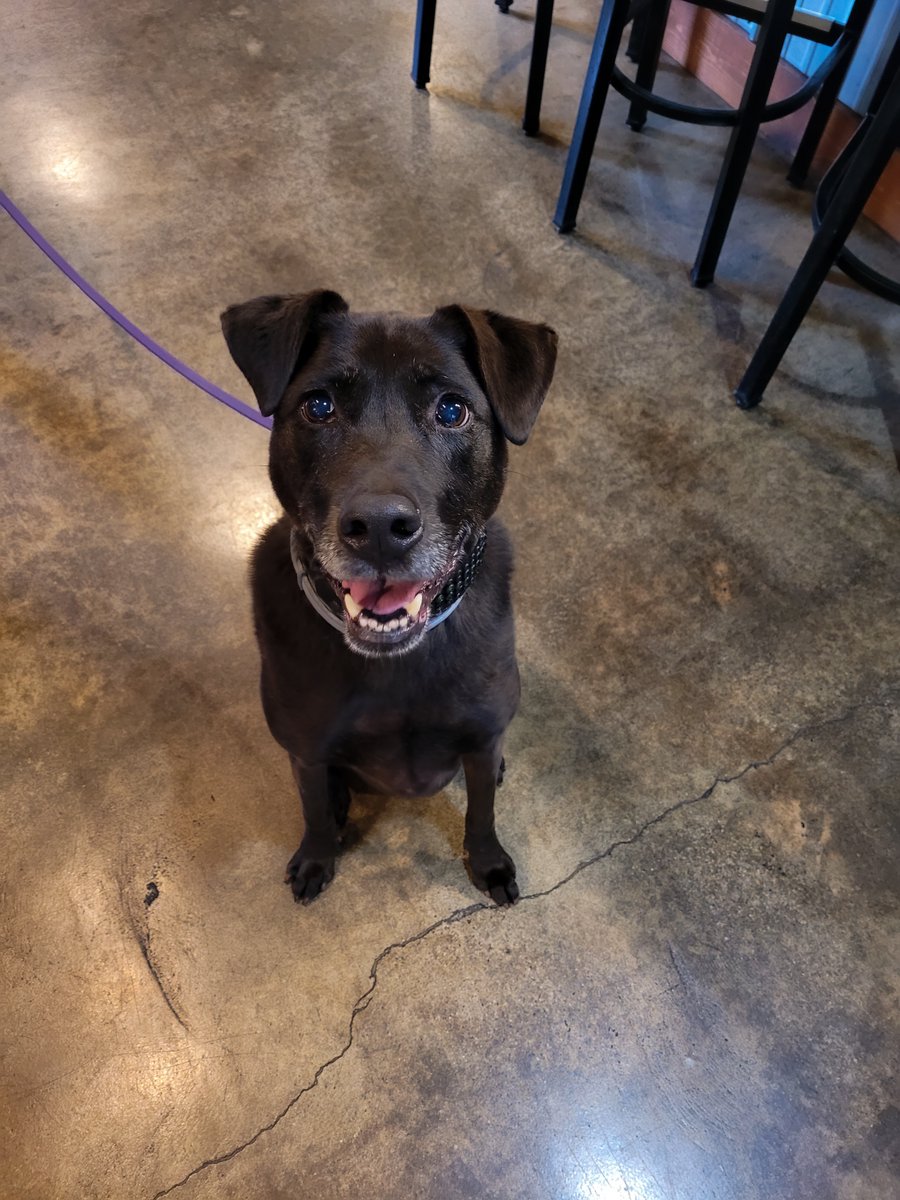 We love seeing Bark in the Park at Great American Ball Park, but every day is Bark in the Brewery at 13 Below!