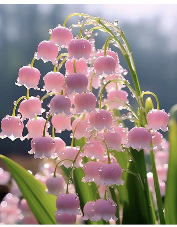 artindetails's tweet photo. lily of the valley flower https://t.co/bQWn80fJ0O