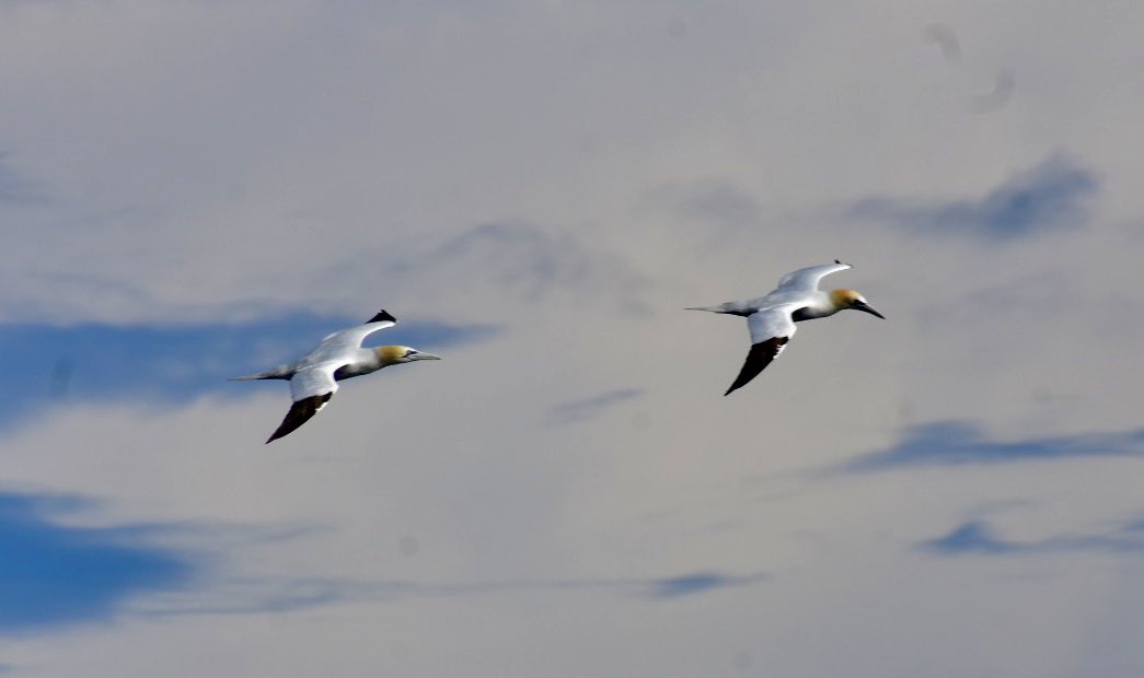 Gannets.

#Rathlin #nature #islandbirds #seabirds #RathlinIsland