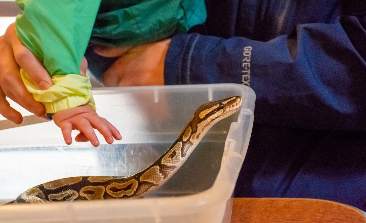 FrippIslandRsrt's tweet image. We have so many reptile friends at the Activity Center! Meet the Animals is offered everyday at noon; come and hang out with us and these friendly creatures! 🐢 

#frippisland #meettheanimals #frippinit