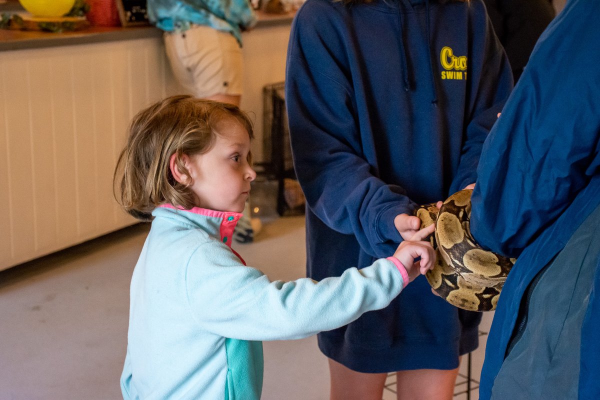 FrippIslandRsrt's tweet image. We have so many reptile friends at the Activity Center! Meet the Animals is offered everyday at noon; come and hang out with us and these friendly creatures! 🐢 

#frippisland #meettheanimals #frippinit